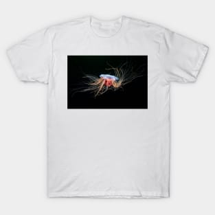 Lion's mane jellyfish (C032/5354) T-Shirt